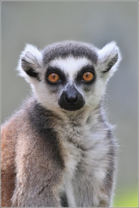 <p>LEMUR KATA (Lemur catta) ZOO Ústí nad Labem</p>